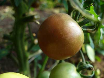 Plow Maker Farms: Black Cherry Tomato